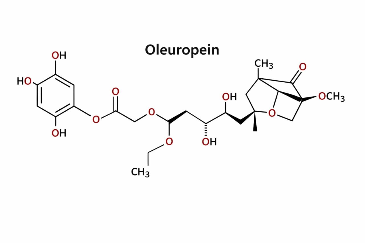 Oleuropein Nedir? Faydaları Nelerdir? Yüksek Polifenollü Zeytinyağı ile İlişkisi