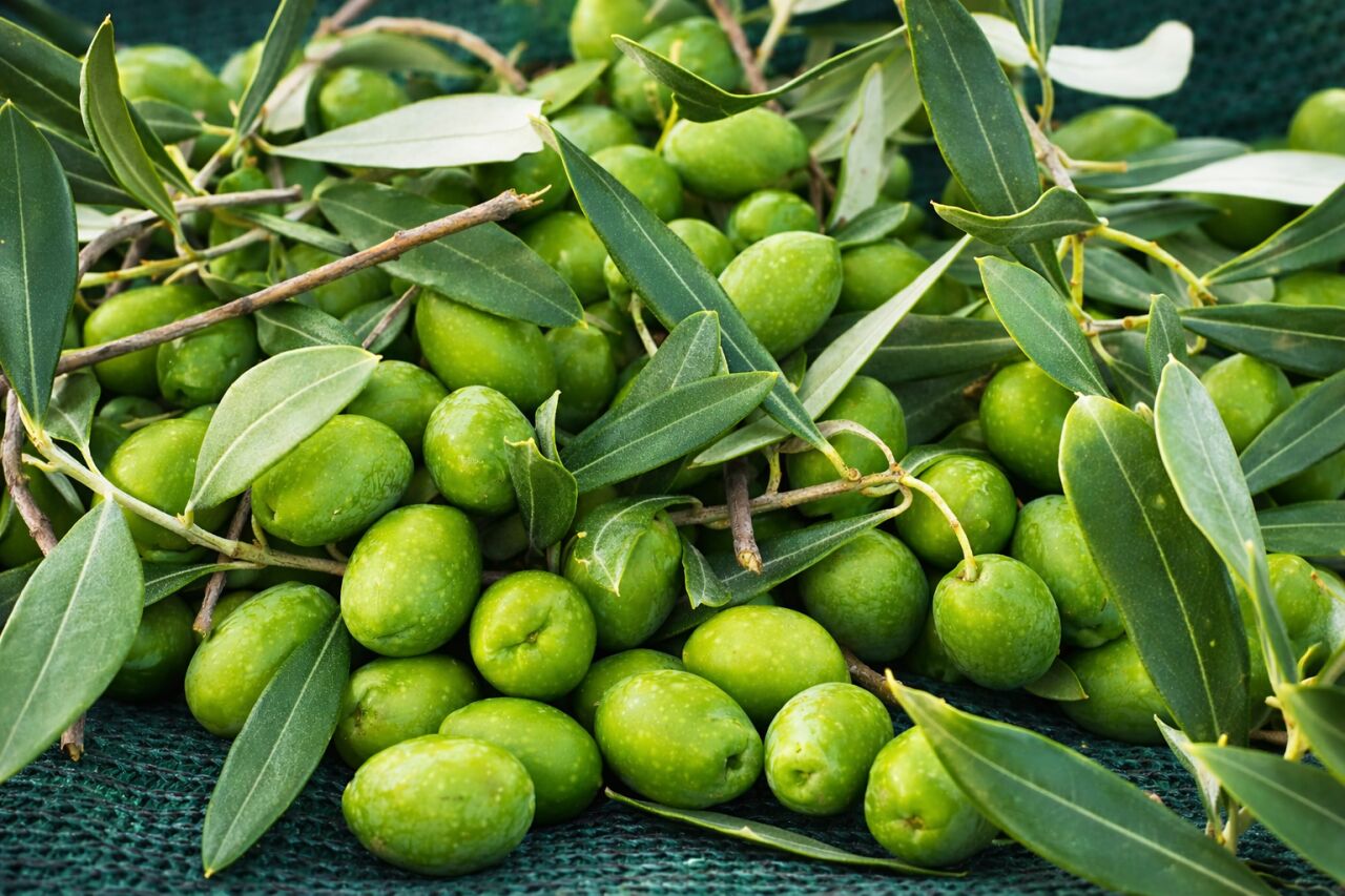 Soğuk Sıkım Zeytinyağı Nedir? Gerçekten Daha mı İyi?